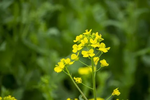 Rape flowers are blooming in spring Stock Photos