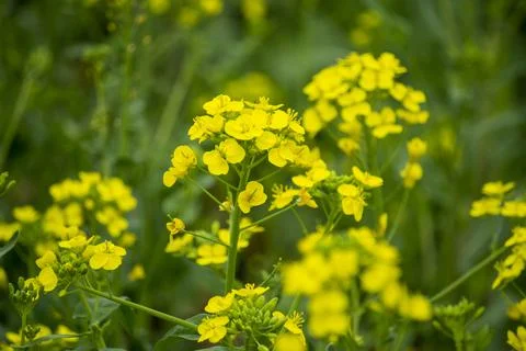 Rape flowers are blooming in spring Stock Photos