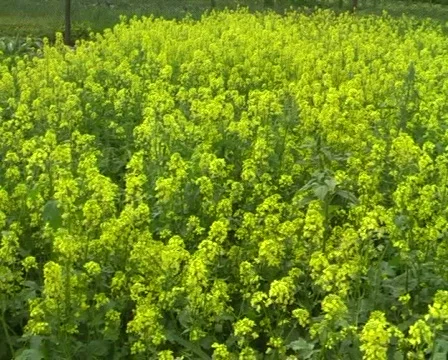 Rape Flowers at beautiful day Stock Footage 354924