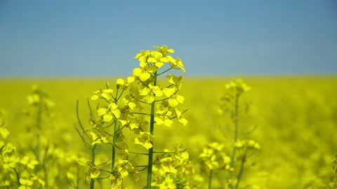 Rape flowers close-up against a blue sky. Slow motion video 50fps Stock Footage 242332534
