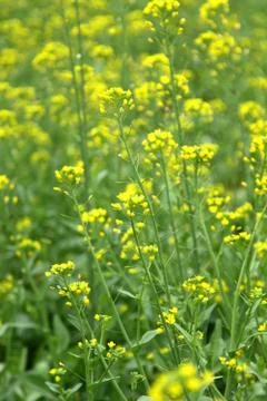 Rape flowers close up shot Foto stock