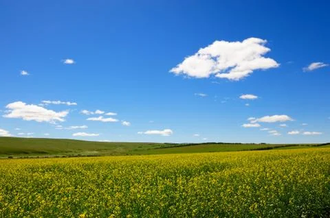 Rape flowers field background Stock-Fotos