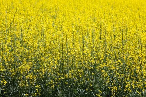 Rape flowers at field Stock Photos