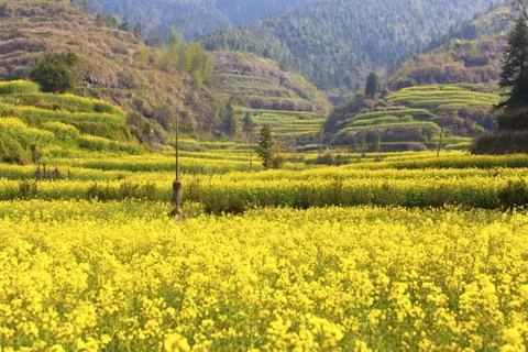 Rape flowers field in spring Stock Photos