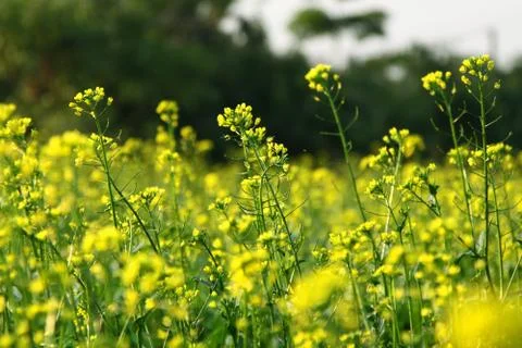 Rape flowers field in spring Stock Photos