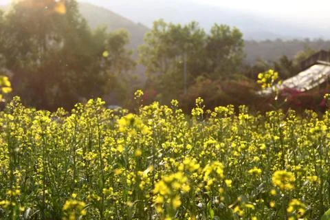 Rape flowers field under sunlight Foto stock