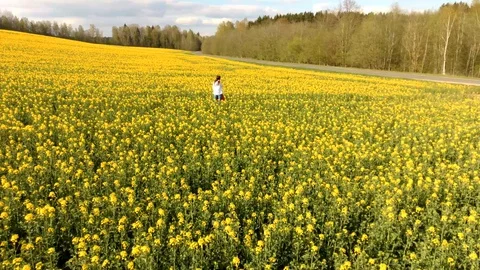 Rape flowers Stock Footage 130145154
