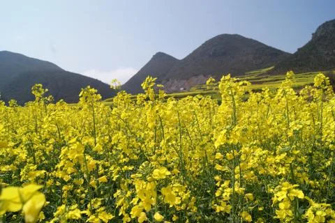 The Rape Flowers Stock Photos