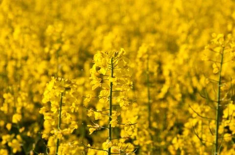 Rape flowers Stock Photos