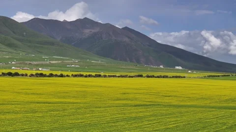 Rape flowers on the snow mountains in Menyuan County,Qinghai China Stock Footage 307417873