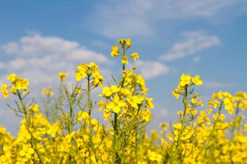 Rape flowers in spring in front of a beautiful sky Stock Photos
