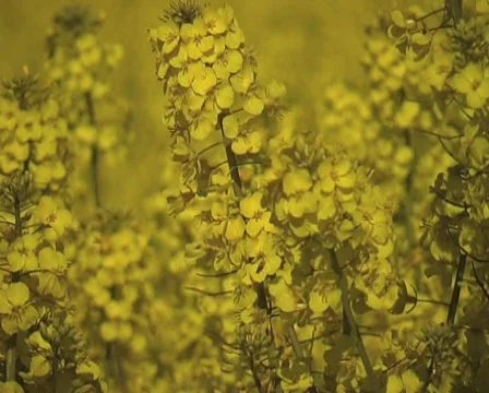 Rape Stock Footage 120949