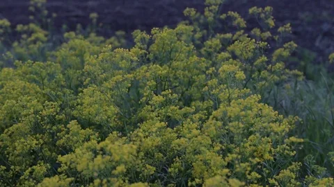 Rape Stock Footage 113223130