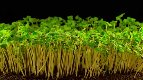 Rape Growing on Black Background Stock Footage 110702930