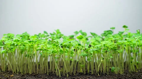Rape Growing on Light Background Stock-Footage 103832227
