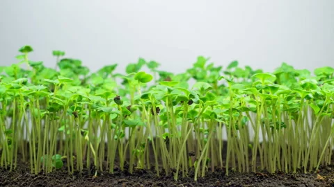 Rape Growing on Light Background Stock Footage 105437197