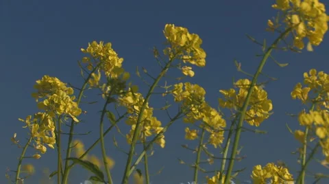 Rape, hard wind, blue sky Stock Footage 881717