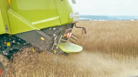 A rape harvest from the driver's perspective Stock Footage 40284568