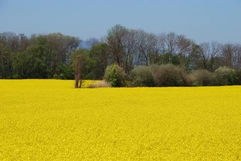 Rape landscape Stock Photos