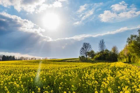 Rape meadow yellow blossoms spring sunlight clouds Stock Photos