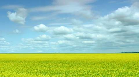 Rape. panorama field Stock Footage 50552081