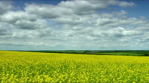 Rape. panorama field Stock Footage 50555816
