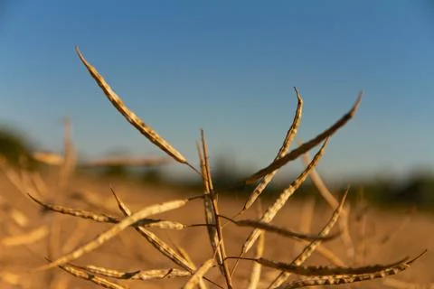 Rape plant Stock Photos
