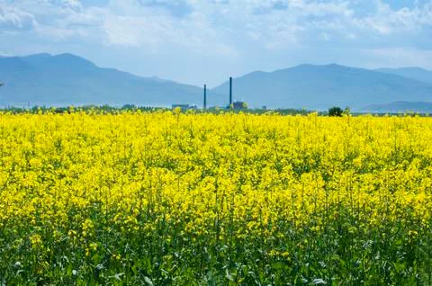 Rape plantation Stock Photos