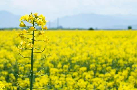 Rape plantation Stock Photos