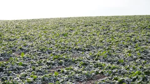 Rape plants in a field on a cold winter morning. ice and frost on canola leav Stock Photos