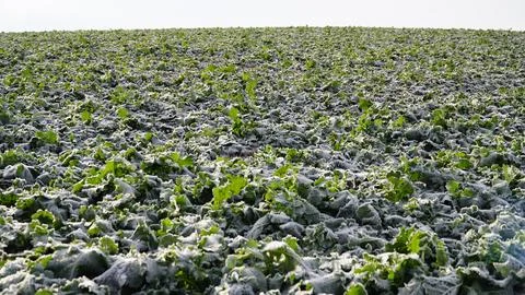 Rape plants in a field on a cold winter morning. ice and frost on canola leaves Stock Photos