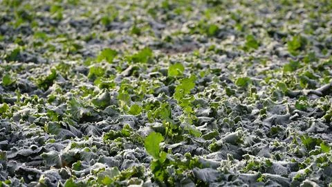 Rape plants in a field on a cold winter morning. ice and frost on canola leaves Stock Photos