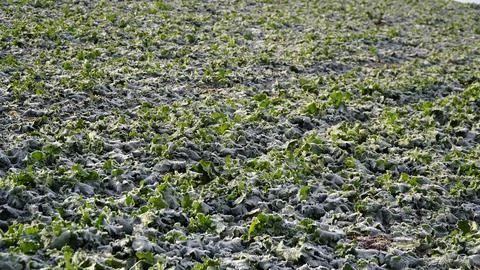 Rape plants in a field on a cold winter morning. ice and frost on canola leaves Stock Photos
