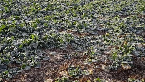 Rape plants in a field on a cold winter morning. ice and frost on canola leaves Stock Photos
