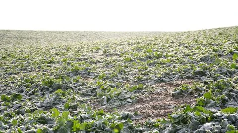 Rape plants in a field on a cold winter morning. ice and frost on canola leaves Stock Photos