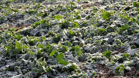 Rape plants in a field on a cold winter morning. ice and frost on canola leaves Stock Photos