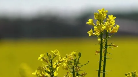 Rape plants moving in the wind in front of a blurred out rapeseed field Stock Footage 76773580
