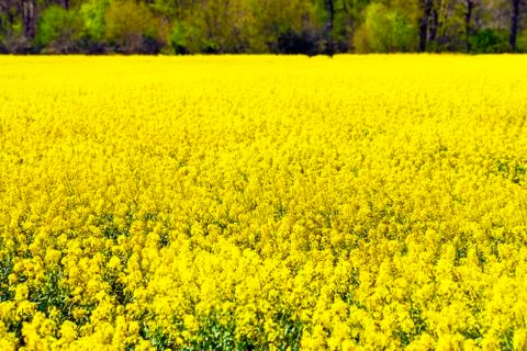 Rape - Rape field in spring Stock Photos