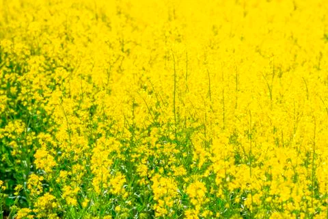 Rape - Rape field in spring Stock Photos