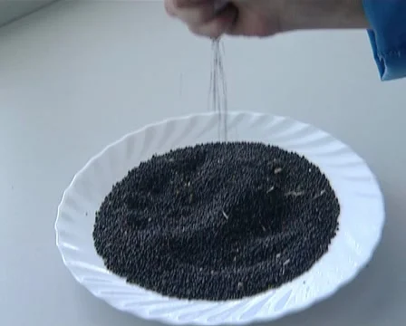 Rape see plate hand Stock Footage 10875342