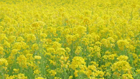 Rape Seed Blossoms Swaying in the Wind on a Peaceful Spring Day (ZOOM IN) Stock Footage 306019624