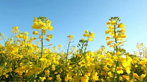 Rape seed with blue sky Stock Footage 10913959
