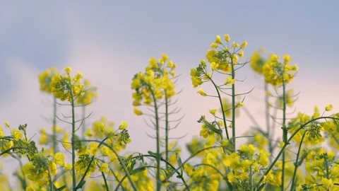 Rape seed in the breeze at sunset Stock Footage 109272191