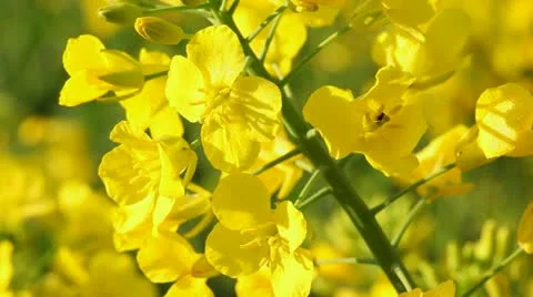 Rape seed close up Stock Footage 10913937
