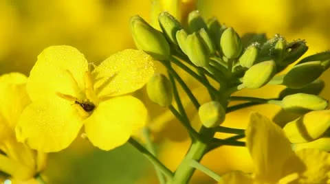 Rape seed close up Stock Footage 10913946