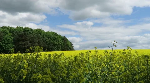 Rape seed crop Stock Footage 52096606