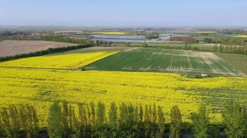 Rape Seed Crops growing in Farm from a drone Stock Footage 248449073