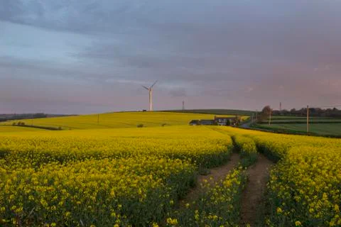Rape seed field at dawn 库存照片