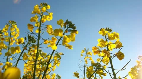 Rape seed field pan right Stock Footage 10913952