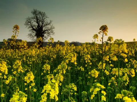 Rape seed field Stock Photos